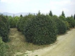 Camelia (Camellia Sasanqua) -Aanbiedingen Groene Hekken Winkel 057camelliasasanquabol 45 9