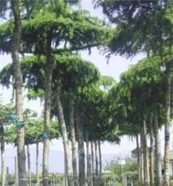 Ceder Als Dakboom (Cedrus Deodara 'Pendula') -Aanbiedingen Groene Hekken Winkel 077cedrusdeodarapenduladakvorm 3 3