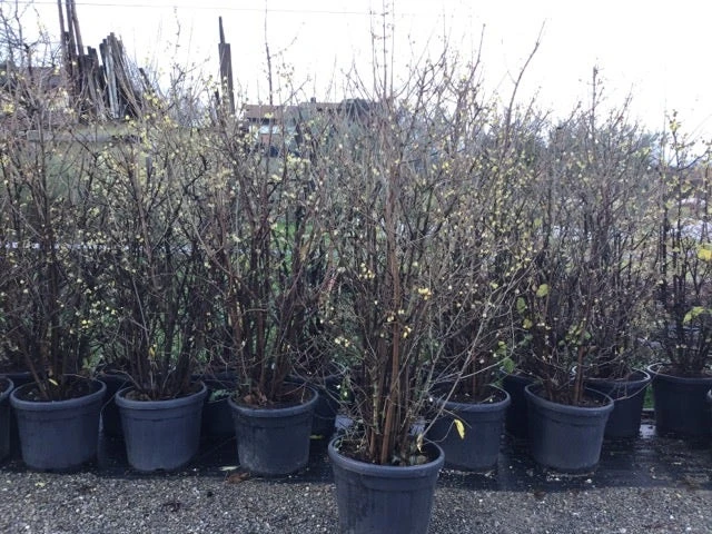 Winterzoet (Chimonanthus Praecox) 7 Winterzoet (Chimonanthus Praecox) - Afbeelding 5