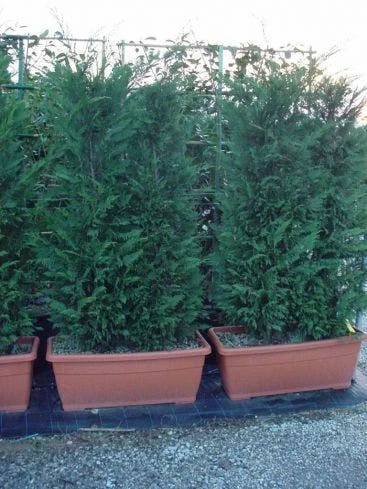 Conifeer Meeneemhaag (Cupressocyparis Leylandii) 3 Conifeer Meeneemhaag (Cupressocyparis Leylandii)