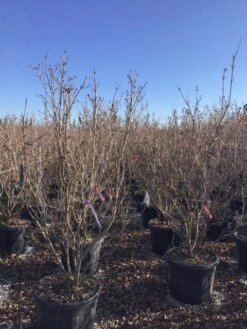 Kornoelje (Cornus Kousa 'Schmetterling') -Aanbiedingen Groene Hekken Winkel 12 1