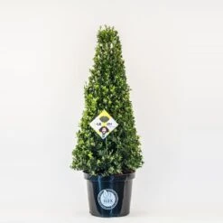 Japanse Hulst In Kegelvorm (Ilex Crenata 'Dark Green')