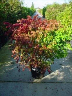 Kardinaalshoed (Euonymus Alatus) -Aanbiedingen Groene Hekken Winkel 126euonymusalatussolt 55 11 1
