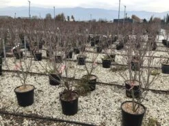 Kornoelje (Cornus Kousa 'Schmetterling') -Aanbiedingen Groene Hekken Winkel 13