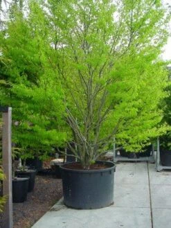 Varenbeuk (Fagus Syvatica 'Asplenifolia' ) -Aanbiedingen Groene Hekken Winkel 132fagussyl.asplenifoliasolt 6