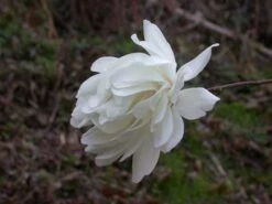 Beverboom (Magnolia Loebneri 'Wildcat') -Aanbiedingen Groene Hekken Winkel 139895 2 x loebneri wildcat 319