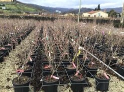 Kornoelje (Cornus Kousa 'Schmetterling') -Aanbiedingen Groene Hekken Winkel 14 1