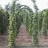 Groene Beukenboog (Fagus Sylvatica ) -Aanbiedingen Groene Hekken Winkel 143fagussylvaticaboog 1