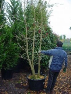 Japanse Notenboom, Meerstammig (Ginkgo Biloba) -Aanbiedingen Groene Hekken Winkel 148ginkgobilobameerstammig 4 2