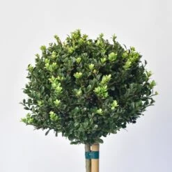 Japanse Hulst Als Bol Op Stam (Ilex Crenata 'Dark Green') -Aanbiedingen Groene Hekken Winkel 1525800 v 1 3