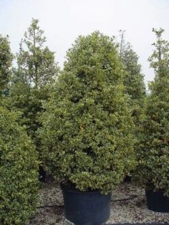 Hulst (Ilex Aquifolium 'Silver Queen') 13 Hulst (Ilex Aquifolium 'Silver Queen') -Aanbiedingen Groene Hekken Winkel 162ilexaquif.silverqueen 5 1