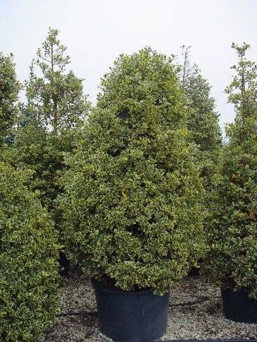 Hulst (Ilex Aquifolium 'Silver Queen') 8 Hulst (Ilex Aquifolium 'Silver Queen') - Afbeelding 6