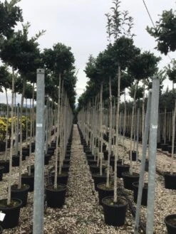 Liguster Als Boom (Ligustrum Japonicum 'Texanum') -Aanbiedingen Groene Hekken Winkel 20