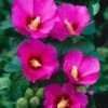 Altheastruik (Hibiscus Syriacus 'Russian Violet') -Aanbiedingen Groene Hekken Winkel 20040829222836 2