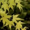 Japanse Esdoorn (Acer Palmatum 'Aoyagi') -Aanbiedingen Groene Hekken Winkel 20060517111410 4 1