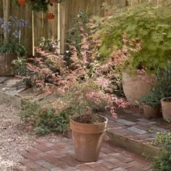 Japanse Esdoorn (Acer Palmatum 'Beni-komachi') -Aanbiedingen Groene Hekken Winkel 20060517112101 1