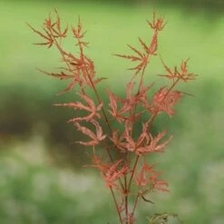 Japanse Esdoorn (Acer Palmatum 'Beni-komachi') -Aanbiedingen Groene Hekken Winkel 20060517112114 1 1
