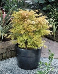 Japanse Esdoorn (Acer Palmatum 'Katsura') -Aanbiedingen Groene Hekken Winkel 20060517114138 1
