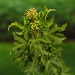 Japanse Esdoorn (Acer Palmatum 'Shishigashira') 9 Japanse Esdoorn (Acer Palmatum 'Shishigashira') -Aanbiedingen Groene Hekken Winkel 20060517145850 9