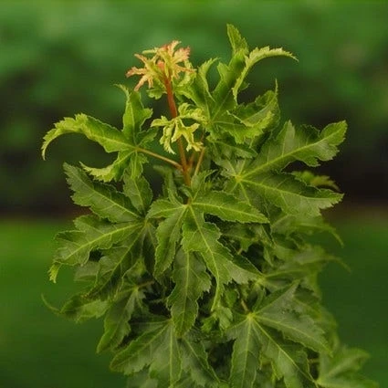 Japanse Esdoorn (Acer Palmatum 'Shishigashira') 4 Japanse Esdoorn (Acer Palmatum 'Shishigashira') - Afbeelding 2