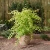 Japanse Esdoorn (Acer Palmatum 'Summer Gold') -Aanbiedingen Groene Hekken Winkel 20060517150300 2