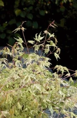 Japanse Esdoorn (Acer Palmatum 'Ukigumo') -Aanbiedingen Groene Hekken Winkel 20060517150936 1