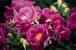 Roos (Rosa 'Rhapsody In Blue') -Aanbiedingen Groene Hekken Winkel 20060518170440 1 1