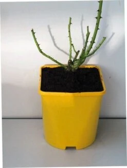 Roos (Rosa 'Rhapsody In Blue') -Aanbiedingen Groene Hekken Winkel 20060518170457 1 1