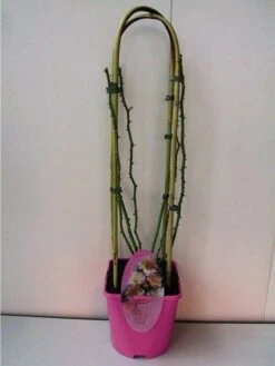 Nieuwe uitgaven -Aanbiedingen Groene Hekken Winkel 20060522130109 1