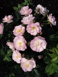 Miniklimroos (Rosa 'Perennial Blush') -Aanbiedingen Groene Hekken Winkel 20060522130600 1 1