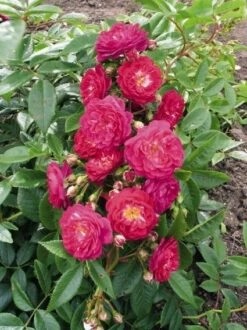 Miniklimroos (Rosa 'Perennial Blue') 7 Miniklimroos (Rosa 'Perennial Blue') -Aanbiedingen Groene Hekken Winkel 20060522131138 1 1