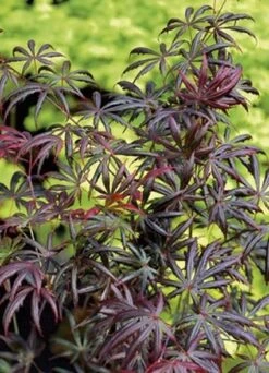 Japanse Esdoorn (Acer Palmatum 'Trompenburg') 11 Japanse Esdoorn (Acer Palmatum 'Trompenburg') -Aanbiedingen Groene Hekken Winkel 20060523122617 5
