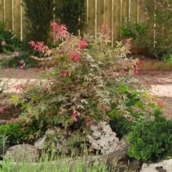 Japanse Esdoorn (Acer Palmatum 'Beni-maiko') -Aanbiedingen Groene Hekken Winkel 20060523123223 1