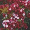 Lepelboom (Kalmia Latifolia) -Aanbiedingen Groene Hekken Winkel 20060523132727 8