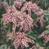 Rotsheide (Pieris Japonica 'Valley Valentine') -Aanbiedingen Groene Hekken Winkel 20060523135803 4 2 2