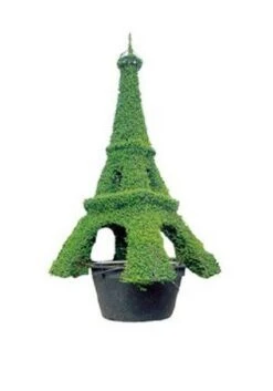 Eiffel Tower ( Ligustrum Delavayanum)