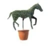 Horse (Ligustrum Delavayanum) -Aanbiedingen Groene Hekken Winkel 20060529142855 3