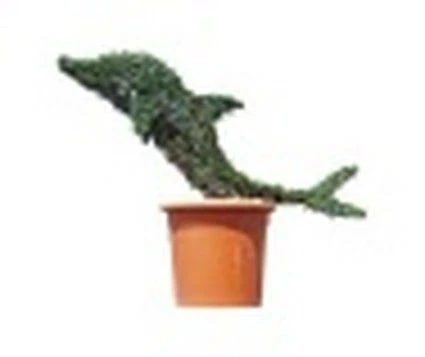 Baby Dolphin (Ligustrum Delavayanum) 3 Baby Dolphin (Ligustrum Delavayanum)