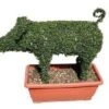 Pig (Ligustrum Delavayanum) -Aanbiedingen Groene Hekken Winkel 20060529163058 2