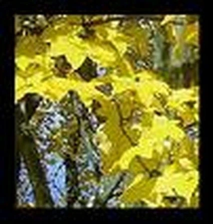 Colchische Esdoorn (Acer Cappadocicum 'Aureum') 3 Colchische Esdoorn (Acer Cappadocicum 'Aureum')