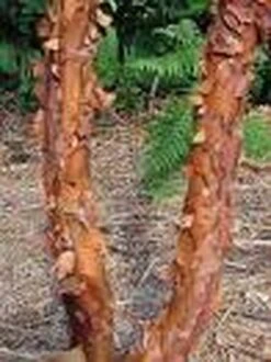 Papieresdoorn (Acer Griseum) -Aanbiedingen Groene Hekken Winkel 20070629145511 5 1