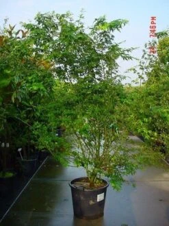 Japanse Esdoorn (Acer Palmatum) -Aanbiedingen Groene Hekken Winkel 20070701212919 11 1