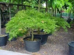 Japanse Esdoorn (Acer Palmatum 'Dissectum') -Aanbiedingen Groene Hekken Winkel 20070701221729 11