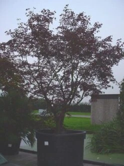 Japanse Esdoorn (Acer Palmatum 'Bloodgood') -Aanbiedingen Groene Hekken Winkel 20070701222051 12