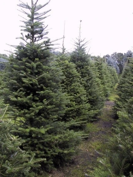 Koreaanse Zilverspar (Abies Koreana) 13 Koreaanse Zilverspar (Abies Koreana) - Afbeelding 11