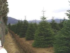 Nordmann-spar (Abies Nordmanniana) 20 Nordmann-spar (Abies Nordmanniana) -Aanbiedingen Groene Hekken Winkel 20070701225556 21