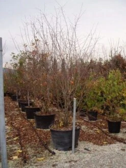 Canadese Krentenboom (Amelanchier Canadensis) -Aanbiedingen Groene Hekken Winkel 20070703144512 4