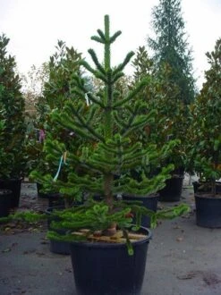 Apeboom (Araucaria Araucana) -Aanbiedingen Groene Hekken Winkel 20070704140843 17