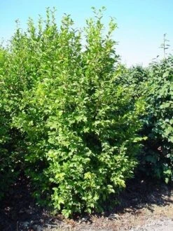 Camelia (Camellia Sasanqua) -Aanbiedingen Groene Hekken Winkel 20070711001711 18 9 9