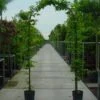 Haagbeuk In Boogvorm (Carpinus Betulus 'Fastigiata' ) -Aanbiedingen Groene Hekken Winkel 20070717190900 1
